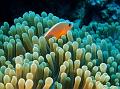 SIMILAN NOV 2008 .PHOTO LORAN (215)